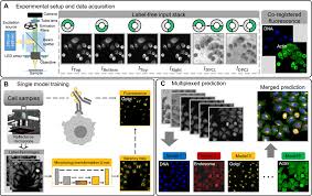 For yoona, for jessica.\nkeeping my faith sy lim. Single Cell Cytometry Via Multiplexed Fluorescence Prediction By Label Free Reflectance Microscopy Science Advances