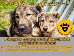 Ábránd Állatotthon/Tierheim Szombathely/Állatvédők Vasi Egyesülete/Állatmenhely Szombathely/Kutyamenhely Szombathely/ÁVE