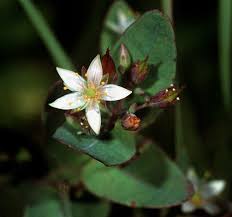 Image result for Trisetopsis milanjianum