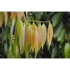 Image result for Cycnium jamesii