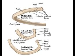 The ribs are a set of twelve paired bones which form the protective 'cage' of the thorax. Two Minutes Of Anatomy Ribs Youtube