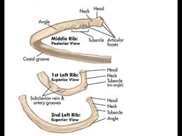 In most tetrapods, ribs surround the chest, enabling the lungs to expand and thus facilitate breathing by. Two Minutes Of Anatomy Ribs Youtube