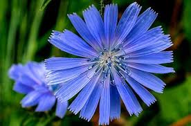 Pin On Medicinal Plants