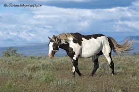 Przewalski's horses, like this one at the orenburg nature reserve, russia, are feral—not wild. Pin By Mykelaha On Horse References Funny Horses Wild Horses Pretty Horses