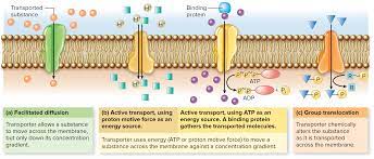Cellular Transport Active Transport Biology Passive Transport Teaching Projects