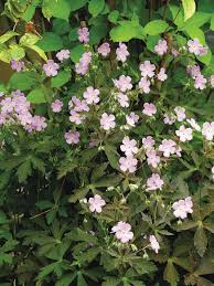 Some weeds can be quite attractive as they flower themselves (we're looking at you dandelions). Geraniums The Best Of The Best Finegardening