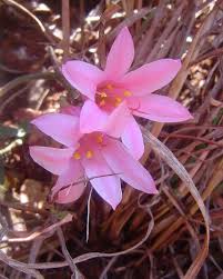 Image result for Cyrtanthus galpinii