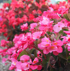 Look for keywords such as hardy, heat tolerant, and drought tolerant. 15 Best Flowers For Summer Costa Farms