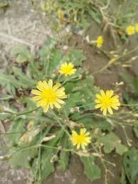 Image result for Launaea