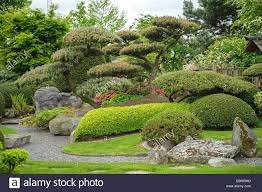 Mountain Pine Mugo Pine Pinus Mugo Japanese Garden Stock Photo Japanesegarden Jardines Japoneses Jardin Japones Jardines