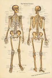 Anatomy posters and anatomy charts. Human Skeletal Anatomy Poster Anterior And Posterior Views 24 X 36 Skeleton Chart In 2021 Skeleton Anatomy Human Skeleton Anatomy Human Anatomy Chart