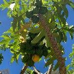 Image result for Vasconcellea pubescens