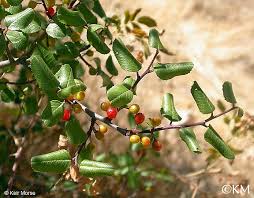 Image result for Rinorea ilicifolia