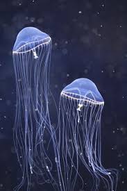 Photo Jellyfish By C Jellyfish Diy Jellyfish Aesthetic Jellyfish Tank Jellyfish Quotes Jellyfish Illustration In 2020 Ocean Creatures Jellyfish Jellyfish Painting