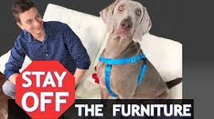 It's hard to trade a good thing for a boring or bad thing. How To Train Your Dog To Stay Off Of The Furniture New Youtube