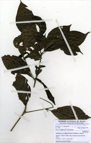 Image result for Rothmannia urcelliformis