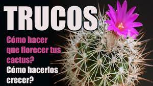 Algunos florecen todos los años, otros tardan hasta 15 años en florecer. Como Hacer Que Tus Cactus Tengan Flor El Jardin De Monii Youtube