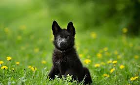 My gsd mix lexi has a similar coat. Black German Shepherd The Ultimate Breed Guide All Things Dogs All Things Dogs