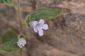 Image result for Anticharis senegalensis