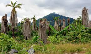 Image result for Elaeis guineensis