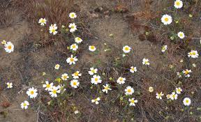 Image result for Asystasia glandulosa