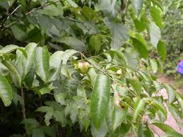Image result for Sclerocroton