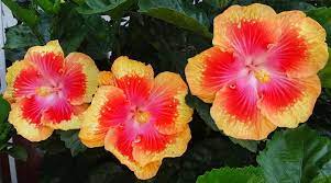Pin On Hibiscus