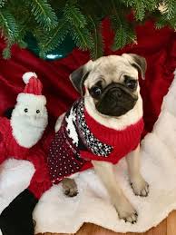 Christmas Pug Cute Animals Pugs Pug Dog