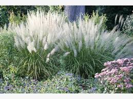 Diamantgras Calamagrostis Brachytricha Mit Bildern Garten Garten Pflanzen Bepflanzung