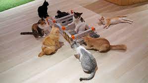 Seri talam cat cafe address: Top 5 Cat Cafes In Kl Selangor Meet The Soft Kitty Warm Kitty 24 Local