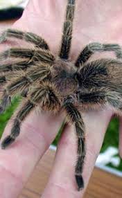 They can both climb walls and swing between buildings. Fun Spider Facts For Kids Interesting Information About Spiders