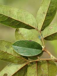 Image result for Rourea