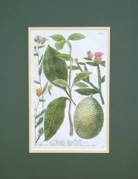 Image result for Myrianthus arboreus