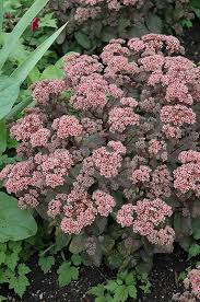 Picolette Stonecrop Sedum Picolette At Beechwood Gardens In 2020 Sedum Low Water Gardening Herbaceous Perennials