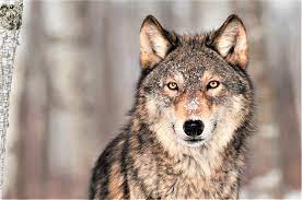 Her nle için anında hazır 4k ve hd video. Wolf 4k Grey 4k Wallpaper Hdwallpaper Desktop Wolf Life Animals Dangerous Animals
