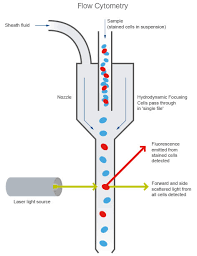 Flow Cytometry Introduction Abcam