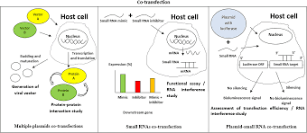 Grandfather/pla general han shu (韩曙) and daughter. Transfection Types Methods And Strategies A Technical Review Peerj