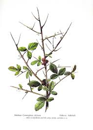 Image result for Commiphora africana