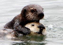 Mom Sea Otter Swim With Baby Baby Sea Otters Sea Otter Otters