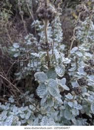 Image result for Plecostachys