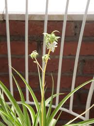 Hoy Mi Cinta Del Amor Me Ha Sorprendido Con Pequenas Florecillas Blancas Es La Primera Vez Que Le S Pequenas Flores Blancas Flores Pequenas Plantas Colgantes