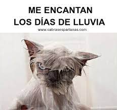 Gifs Animados De Humor Dia De Lluvia Frases Humor De Lluvia Gif De Humor