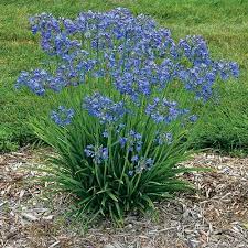 A California Treasure Now For Cooler Zones Finegardening Plants Perennials Agapanthus