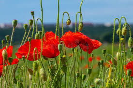 Image result for Papaveraceae