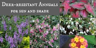 Perennials, annuals, herbs, vines, and vegetables deer avoid. Deer Resistant Annuals Colorful Choices For Sun And Shade