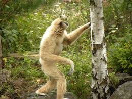 Image result for gibbon
