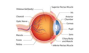 Start studying integumentary system labeling. Diagram Balnk Eye Diagram To Label Full Version Hd Quality To Label Outletdiagram Politopendays It