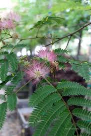 Image result for Albizia grandibracteata