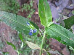 Image result for Commelina zambesica
