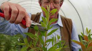 I also think they tend to a go to because they are not necessarily holiday specific and can last all winter long if you so wish! Pruning Callistemon Part Ii Youtube